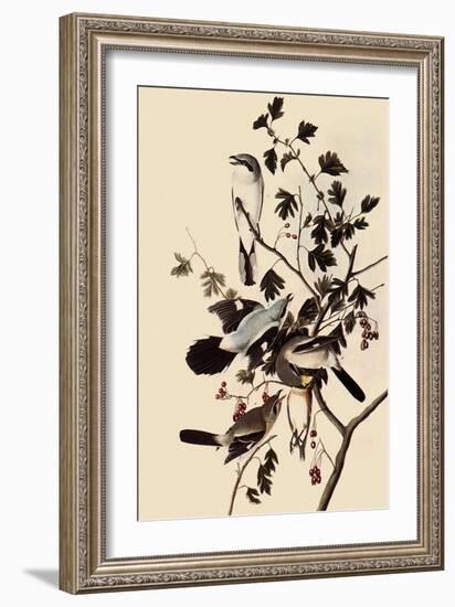 Northern Shrikes-John James Audubon-Framed Giclee Print