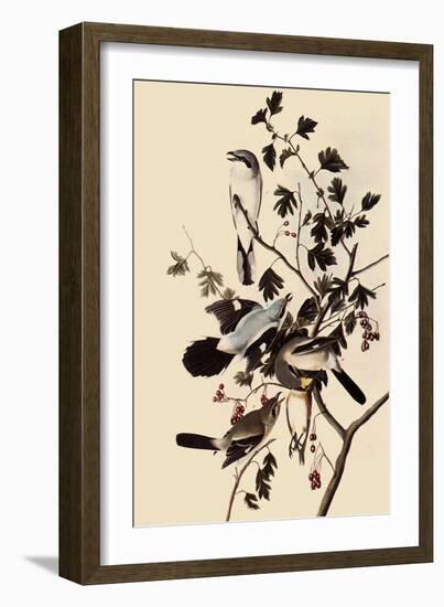 Northern Shrikes-John James Audubon-Framed Giclee Print