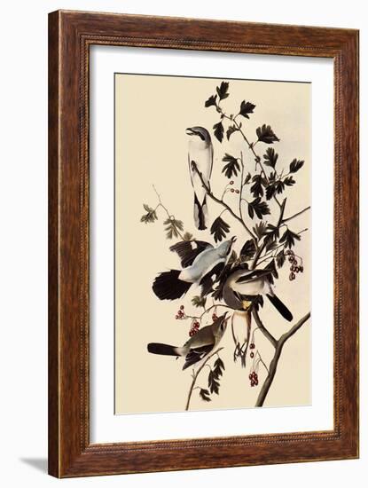 Northern Shrikes-John James Audubon-Framed Giclee Print