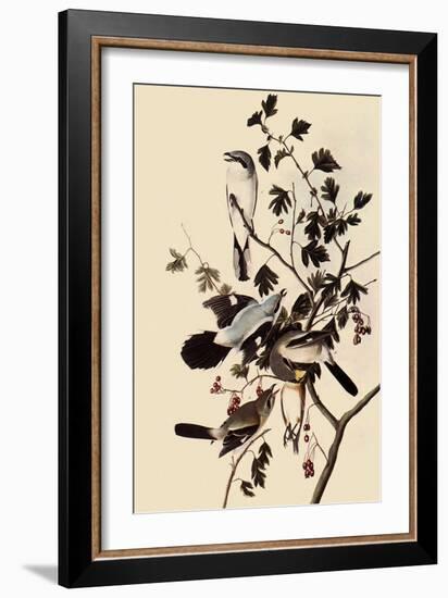 Northern Shrikes-John James Audubon-Framed Giclee Print