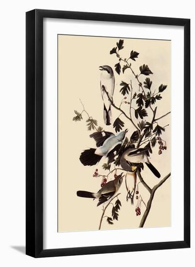 Northern Shrikes-John James Audubon-Framed Giclee Print