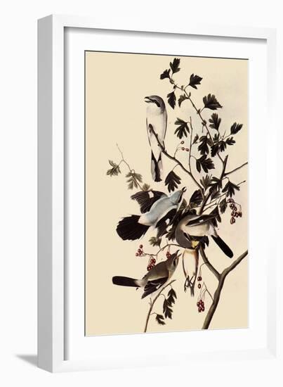 Northern Shrikes-John James Audubon-Framed Giclee Print