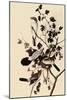 Northern Shrikes-John James Audubon-Mounted Giclee Print