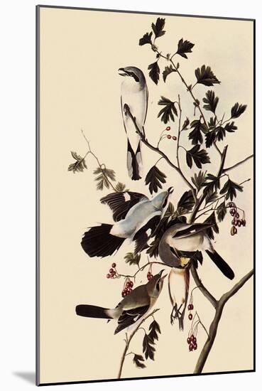 Northern Shrikes-John James Audubon-Mounted Giclee Print