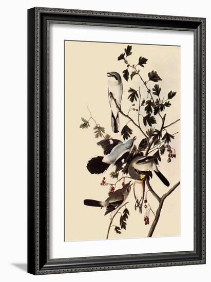 Northern Shrikes-John James Audubon-Framed Giclee Print