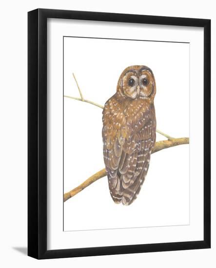 Northern Spotted Owl-Stacy Hsu-Framed Art Print