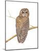 Northern Spotted Owl-Stacy Hsu-Mounted Art Print