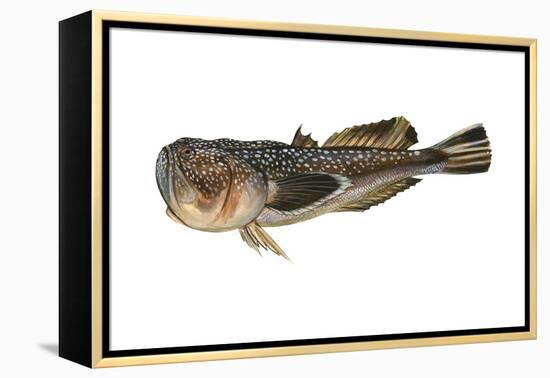 Northern Stargazer (Astroscopus Guttatus), Fishes-Encyclopaedia Britannica-Framed Stretched Canvas