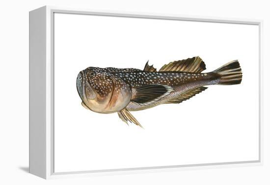 Northern Stargazer (Astroscopus Guttatus), Fishes-Encyclopaedia Britannica-Framed Stretched Canvas