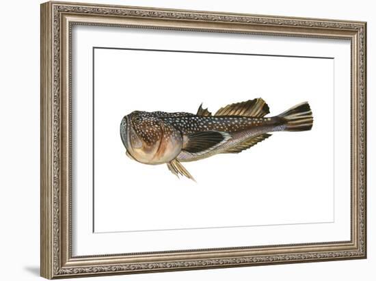 Northern Stargazer (Astroscopus Guttatus), Fishes-Encyclopaedia Britannica-Framed Art Print