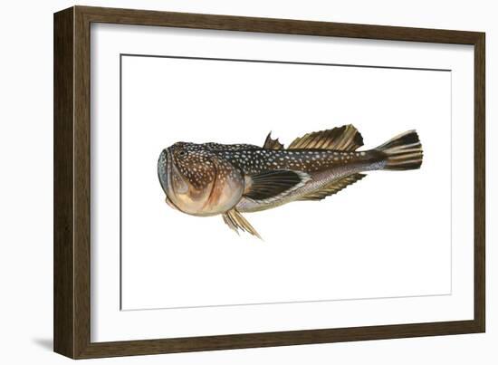 Northern Stargazer (Astroscopus Guttatus), Fishes-Encyclopaedia Britannica-Framed Art Print