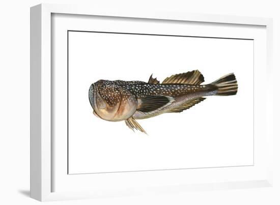 Northern Stargazer (Astroscopus Guttatus), Fishes-Encyclopaedia Britannica-Framed Art Print