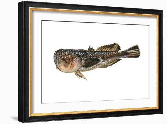 Northern Stargazer (Astroscopus Guttatus), Fishes-Encyclopaedia Britannica-Framed Art Print