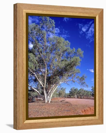 Northern Territory, Gum Trees at a Dry River Along the Stuart Highway, Outback Near Alice Springs-Marcel Malherbe-Framed Premier Image Canvas