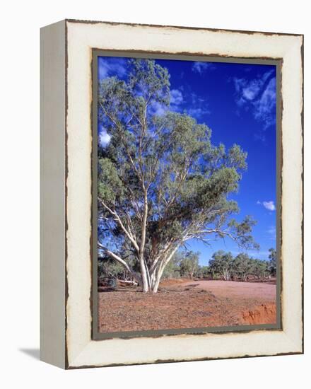 Northern Territory, Gum Trees at a Dry River Along the Stuart Highway, Outback Near Alice Springs-Marcel Malherbe-Framed Premier Image Canvas