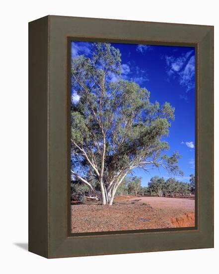 Northern Territory, Gum Trees at a Dry River Along the Stuart Highway, Outback Near Alice Springs-Marcel Malherbe-Framed Premier Image Canvas