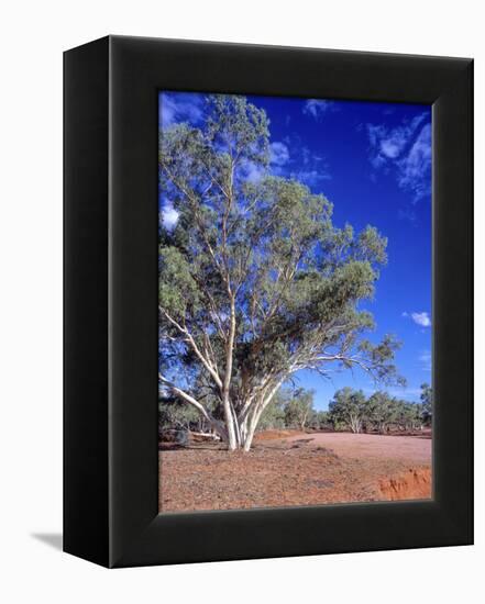 Northern Territory, Gum Trees at a Dry River Along the Stuart Highway, Outback Near Alice Springs-Marcel Malherbe-Framed Premier Image Canvas