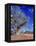 Northern Territory, Gum Trees at a Dry River Along the Stuart Highway, Outback Near Alice Springs-Marcel Malherbe-Framed Premier Image Canvas