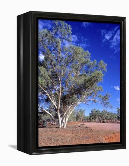 Northern Territory, Gum Trees at a Dry River Along the Stuart Highway, Outback Near Alice Springs-Marcel Malherbe-Framed Premier Image Canvas