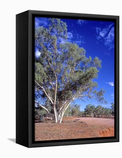 Northern Territory, Gum Trees at a Dry River Along the Stuart Highway, Outback Near Alice Springs-Marcel Malherbe-Framed Premier Image Canvas