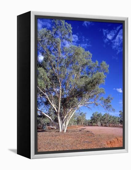 Northern Territory, Gum Trees at a Dry River Along the Stuart Highway, Outback Near Alice Springs-Marcel Malherbe-Framed Premier Image Canvas
