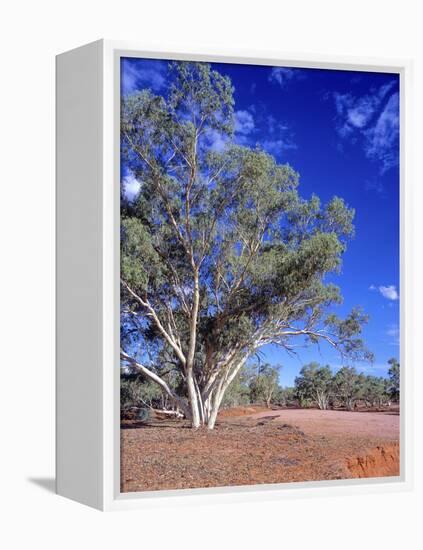 Northern Territory, Gum Trees at a Dry River Along the Stuart Highway, Outback Near Alice Springs-Marcel Malherbe-Framed Premier Image Canvas