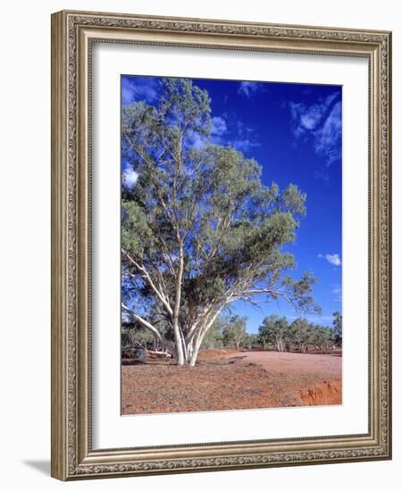 Northern Territory, Gum Trees at a Dry River Along the Stuart Highway, Outback Near Alice Springs-Marcel Malherbe-Framed Photographic Print