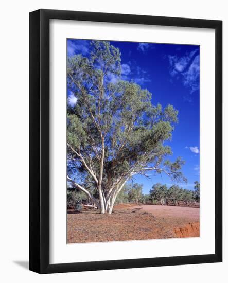 Northern Territory, Gum Trees at a Dry River Along the Stuart Highway, Outback Near Alice Springs-Marcel Malherbe-Framed Photographic Print