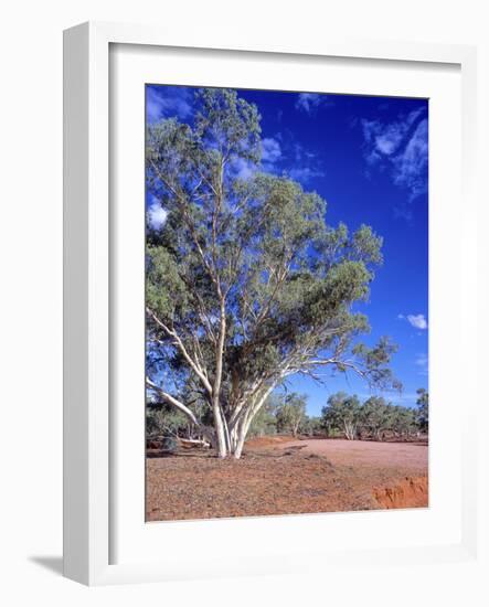 Northern Territory, Gum Trees at a Dry River Along the Stuart Highway, Outback Near Alice Springs-Marcel Malherbe-Framed Photographic Print