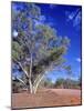 Northern Territory, Gum Trees at a Dry River Along the Stuart Highway, Outback Near Alice Springs-Marcel Malherbe-Mounted Photographic Print