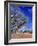 Northern Territory, Gum Trees at a Dry River Along the Stuart Highway, Outback Near Alice Springs-Marcel Malherbe-Framed Photographic Print