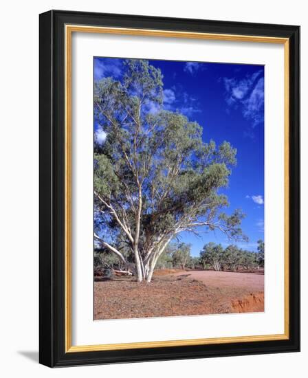 Northern Territory, Gum Trees at a Dry River Along the Stuart Highway, Outback Near Alice Springs-Marcel Malherbe-Framed Photographic Print