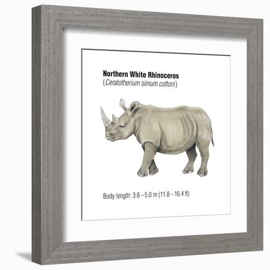 Northern White Rhinoceros (Ceratotherium Simum Cottoni), Mammals-Encyclopaedia Britannica-Framed Art Print