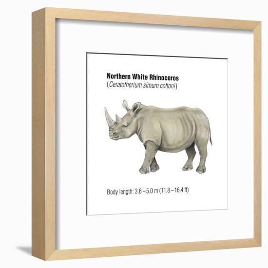 Northern White Rhinoceros (Ceratotherium Simum Cottoni), Mammals-Encyclopaedia Britannica-Framed Art Print