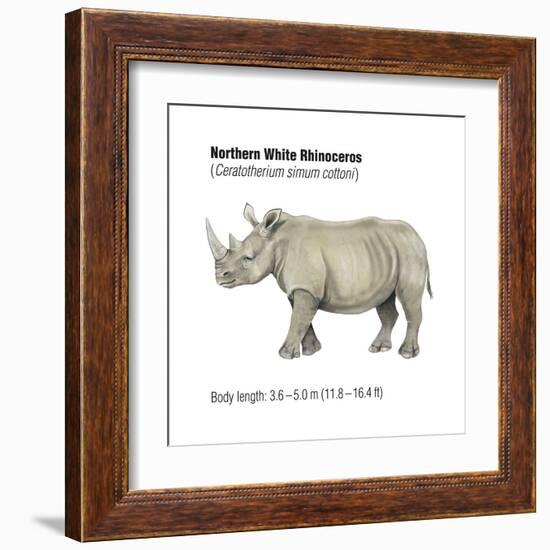 Northern White Rhinoceros (Ceratotherium Simum Cottoni), Mammals-Encyclopaedia Britannica-Framed Art Print