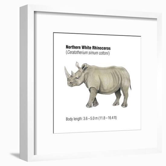 Northern White Rhinoceros (Ceratotherium Simum Cottoni), Mammals-Encyclopaedia Britannica-Framed Art Print