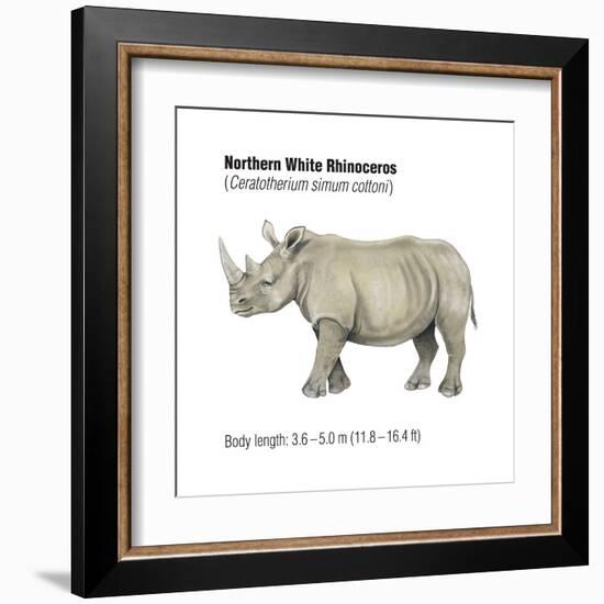 Northern White Rhinoceros (Ceratotherium Simum Cottoni), Mammals-Encyclopaedia Britannica-Framed Art Print