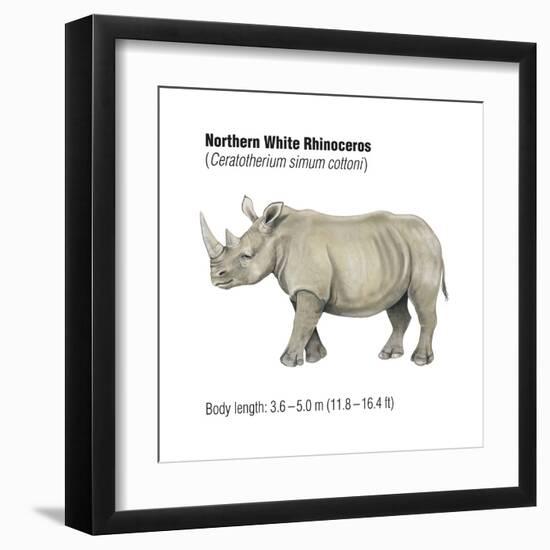 Northern White Rhinoceros (Ceratotherium Simum Cottoni), Mammals-Encyclopaedia Britannica-Framed Art Print