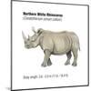 Northern White Rhinoceros (Ceratotherium Simum Cottoni), Mammals-Encyclopaedia Britannica-Mounted Art Print