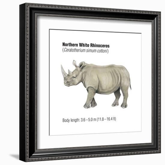 Northern White Rhinoceros (Ceratotherium Simum Cottoni), Mammals-Encyclopaedia Britannica-Framed Art Print