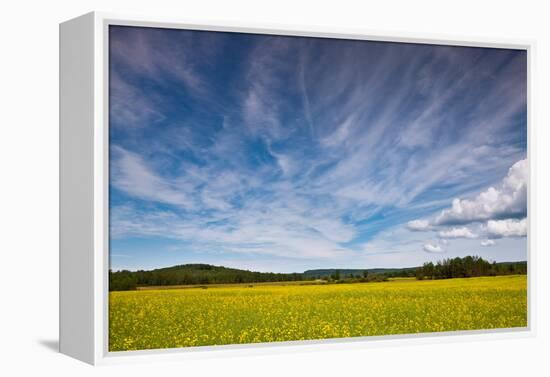 Northern Wisconsin Field-Steve Gadomski-Framed Premier Image Canvas