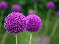 Couple of the Allium Purple Flowers Growing in the Garden-NorthernLand-Framed Premier Image Canvas