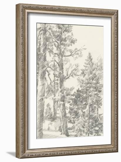 Northwestern Tree Study I-Ethan Harper-Framed Art Print