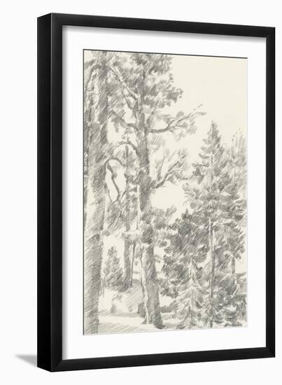 Northwestern Tree Study I-Ethan Harper-Framed Art Print