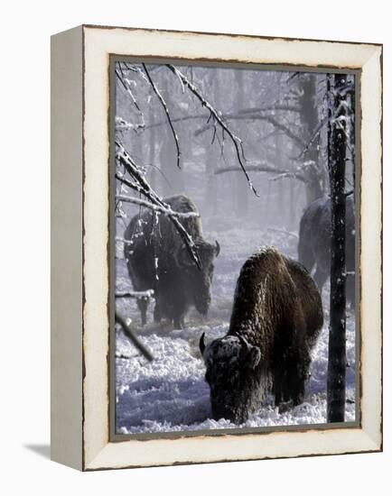 Norton Yellowstone-Laura Rauch-Framed Premier Image Canvas