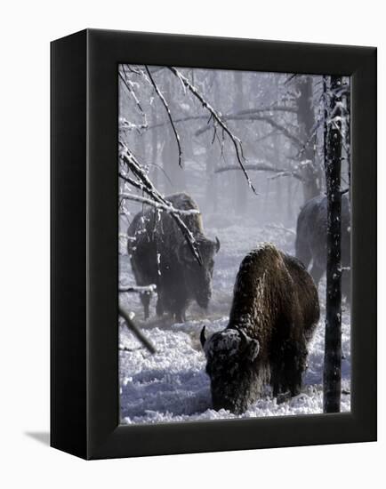 Norton Yellowstone-Laura Rauch-Framed Premier Image Canvas