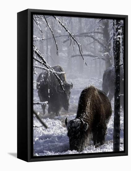 Norton Yellowstone-Laura Rauch-Framed Premier Image Canvas