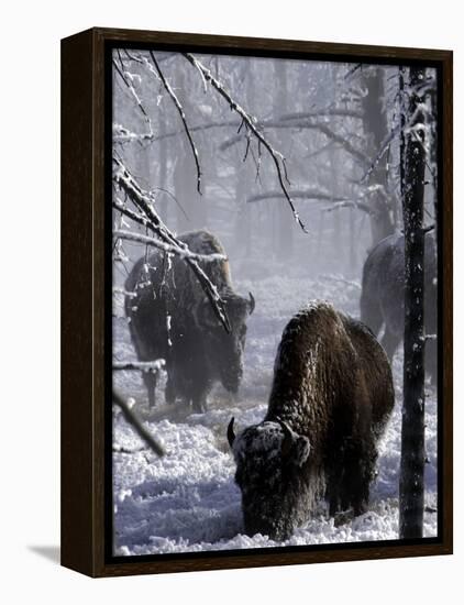 Norton Yellowstone-Laura Rauch-Framed Premier Image Canvas