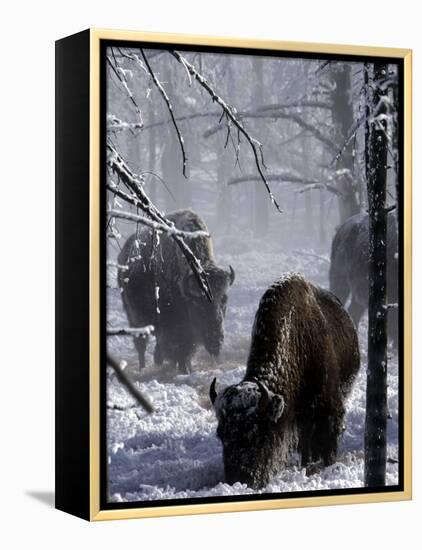 Norton Yellowstone-Laura Rauch-Framed Premier Image Canvas