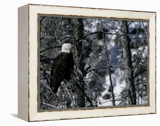 Norton Yellowstone-Laura Rauch-Framed Premier Image Canvas